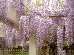 wisteria-sinensis-12